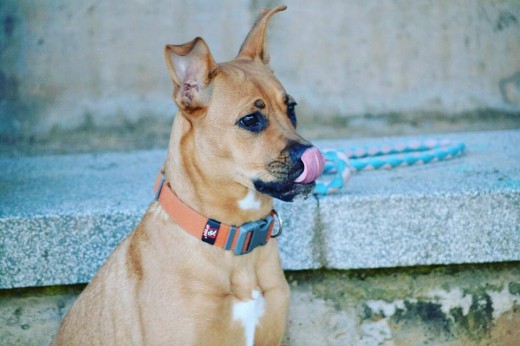 Estamos buscando una familia para Samy, es un cachorro de 8 meses, mestiza boxer con american Stanford, es hembra , tiene todas las vacunas. Es muy buena, no podemos cuidarla, deseamos que una buena familia pueda estar con ella. Tiene un carácter afable